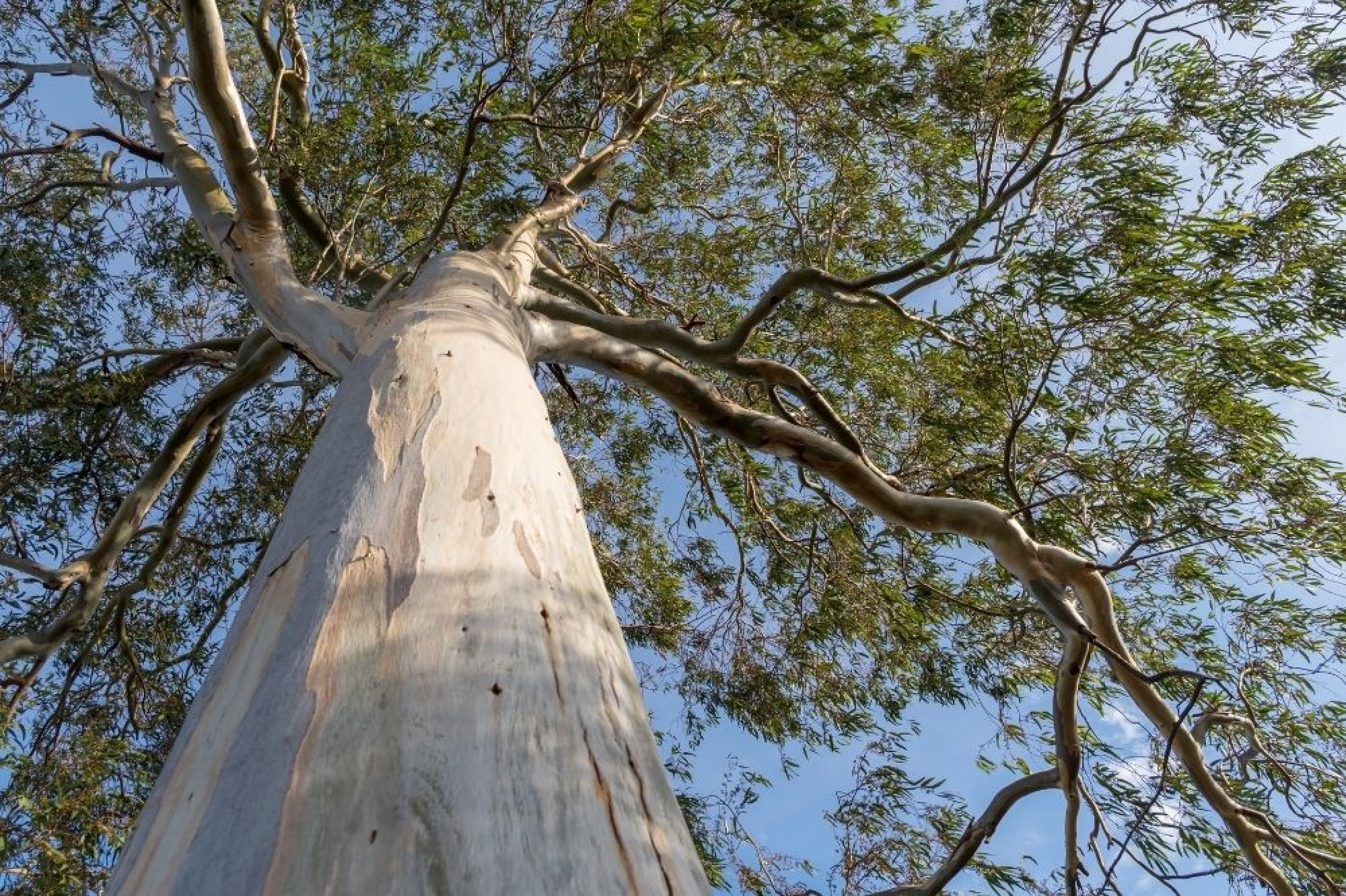 ilustrasi eucalyptus 2 - Beautyversity.jpg